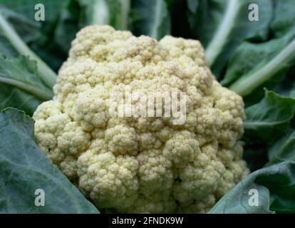 Fresh Cauliflower with leaves Landscape Food Photography Stock Photo