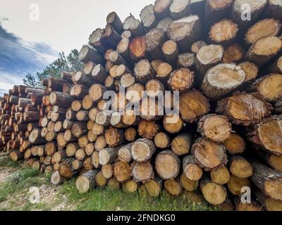freshly cut pine logs stacked with resin drippings, timber industry, sustainability, wood raw material, forest harvesting, wood texture, wood texture, Stock Photo