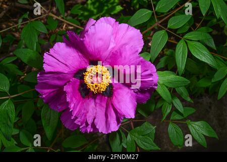 very beautiful flowering tree peony, peony flower, peony on a bush. Stock Photo