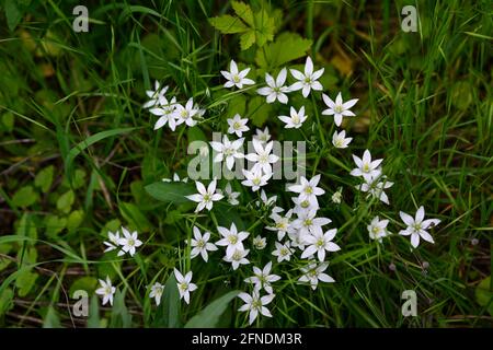 Spring green grass texture with white small flowers. Stock Photo