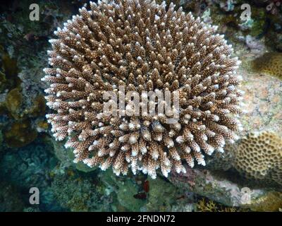 Corals underwater at Eagle Point, Batangas, Lozon, Philippines Stock Photo