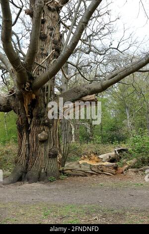 A woodland landscape scene with an old and broken Oak tree in Ashenbank woods Stock Photo