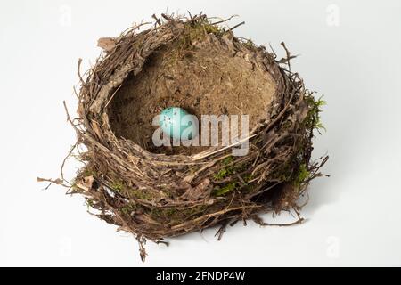 Song Thrush nest and single egg, Turdus philomelos, nest isolated on white background, London, United Kingdom Stock Photo