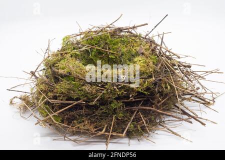 Dunnock nest, Prunella modularis, also known as Hedge Sparrow, isolated on white background, London, United Kingdom