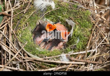 Dunnock or Hedge Sparrow, Prunella modularis, altricial nestlings in nest, Brent Reservoir, London United Kingdom Stock Photo
