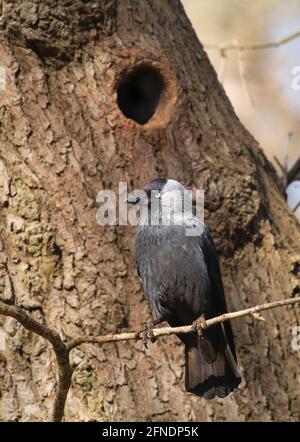 Adult Jackdaw, Corvus monedula, perched beside nest hole in tree, Richmond Park, London, United  Kingdom Stock Photo