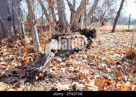 Close-up of a dead tree trunk lying on the ground surrounded by autumn leaves in Sycamore Grove Park in Livermore, California, December 19, 2020. () Stock Photo