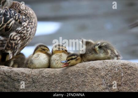 Mallard ducklings Anas platyrhynchos snuggle together on a rock as they take a rest Stock Photo