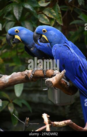 Two blue Macaw parrots side by side on a branch in Montreal Biodôme, Montreal, Québec, Canada Stock Photo