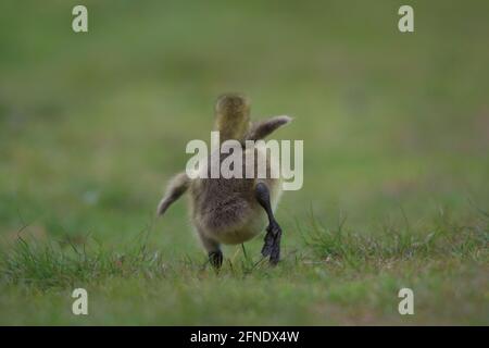 A Canada goose gosling running and flapping its wings in a meadow in Spring in rear view Stock Photo