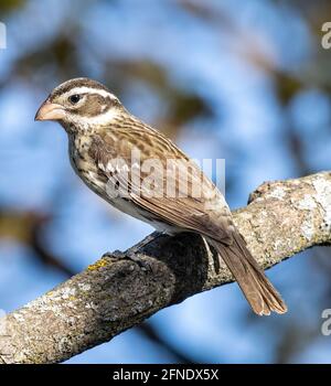 Female Rose Breasted Grosbeak (Pheucticus Ludovicianus ) Perched on Branch Side View Stock Photo