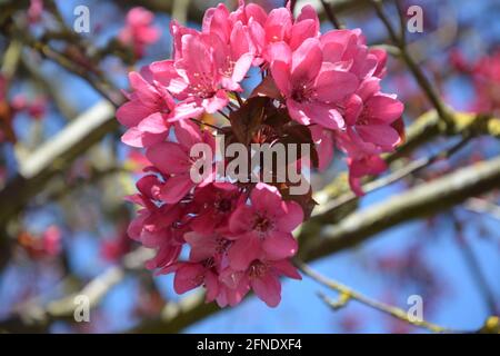 Close Up of Pink Cherry Blossom photos and Premium, Cambridge England UK, DSLR Stock Photo