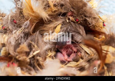 Young mouse, Mus musculus, in nest made of feathers and other materials. Stock Photo