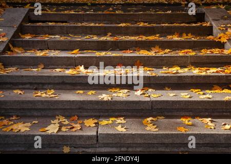 Stone stairs in the park, strewn with fallen autumn maple leaves. Stock Photo