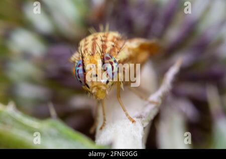 Paracantha fruit fly