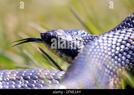 An all black eastern hognose snake flaring out it's neck in a defensive mechanism. This snake is harmless but will puff out to look like a cobra.  Stock Photo