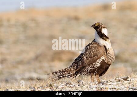 A male sage grouse on his lek (strutting ground) in Wyoming Stock Photo