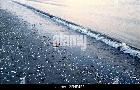 A Coca Cola can lies at the water's edge on Petone Beach, New Zealand. Stock Photo