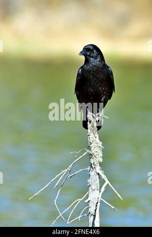 An American Crow (Corvus brachyrhynchos), perched on a dead tree branch in rural Alberta Canada Stock Photo