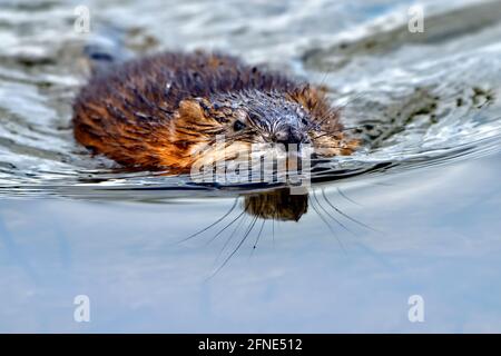 A wild muskrat 'Ondatra zibethicus'; swimming on the water surface of a beaver pond in rural Alberta Canada Stock Photo