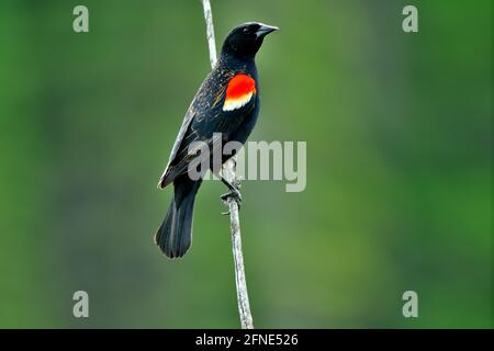 An adult male Red-winged blackbird "Agelaius phoenicus", perched on a dead tree branch in a marshy area in rural Alberta Canada. Stock Photo
