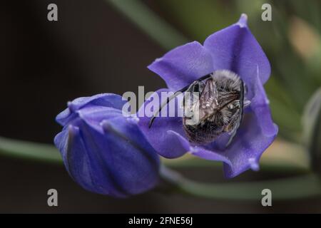 White-haired Monk Long-horned Bees (Eucera frater) in Ithuriel's spear wildflowers (Triteleia laxa) a common native flowering plant of California. Stock Photo