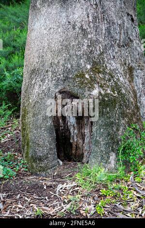 Marri tree (corymbia calophylla) base with foliage in Kings Park, Perth, Western Australia Stock Photo