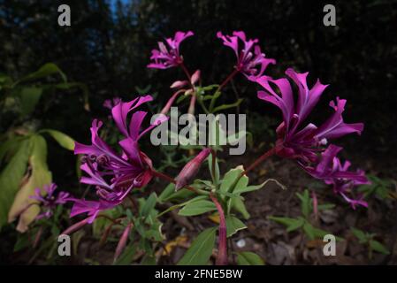 Red Ribbons (Clarkia concinna) a vibrant purple wildflower that only grows in the mountainous regions of California. Stock Photo