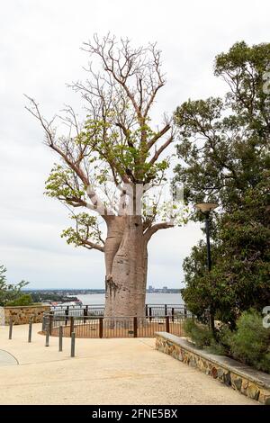 The Giant Boab 'Gija Jumulu' in King's Park. The iconic tree, estimated to be 750 years old, weighs 36 tonnes and stretches 14 metres high Stock Photo