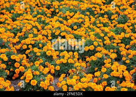Orange marigold flowers mass planted in a flowerbed at Kings Park Stock Photo