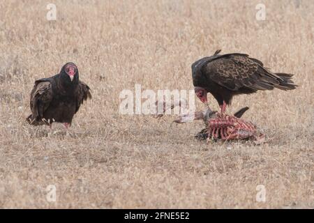 A pair of turkey vultures (Cathartes aura) scavenge a dead animal in an arid region of California. Stock Photo
