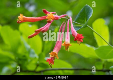 A cluster of blooms of a native Coral Honeysuckle (Lonicera sempervirens). Raleigh, North Carolina. Stock Photo