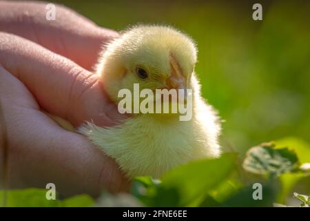 Closeup of child's hand holding a chick. Good for learning and education. Stock Photo