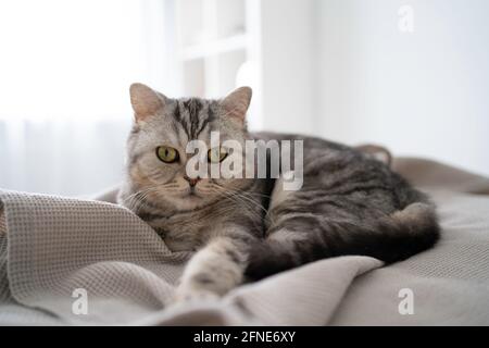 Adorable green eyed grey Scottish cat lying on bed, reaching paw forwards and trying to scratch grey cloth slightly. Pet looking at camera while relaxing at owners home. Domestic animals concept Stock Photo