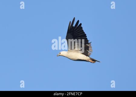 An adult White-bellied Sea Eagle (Haliaeetus leucogaster) in flight in NSW, Australia Stock Photo