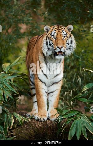 Bengal tiger (Panthera tigris tigris), captive, Germany Stock Photo