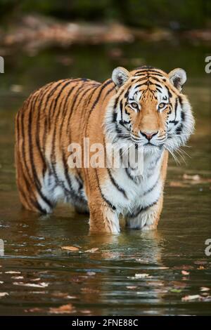 Bengal tiger (Panthera tigris tigris) standing in water, portrait, captive, Germany Stock Photo