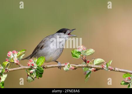 Blackcap (Sylvia atricapilla), male trotting, on a branch of an apple tree (Malus domestica), Siegerland, North Rhine-Westphalia, Germany Stock Photo