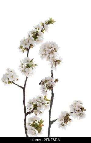 Flowering branches of a sweet cherry (Prunus avium) on a white background, Germany Stock Photo