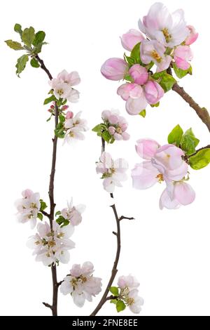 Branches with apple blossoms (Malus) on white background, Germany Stock Photo
