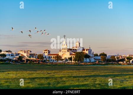 Village El Rocio with hermitage of El Rocio, hermitage Ermita del Rocio in the evening light, pink flamingos (Phoenicopterus roseus) in flight, El Stock Photo