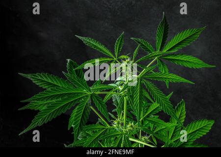 Marijuana plant, almost ready for harvest, on a dark background, with visible stigmas Stock Photo