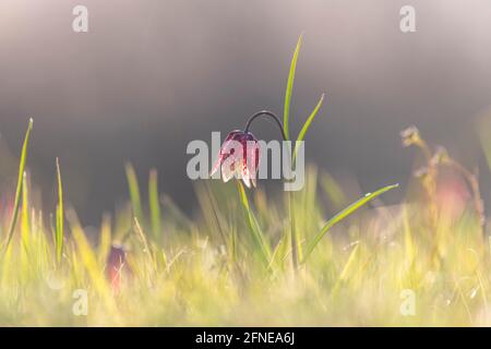 Chess flower, also known as checkerboard flower (Fritillaria meleagris) in a wet meadow, Doubs nature park Park, Les Brenets, Canton Neuchatel Stock Photo