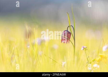 Chess flower, also known as checkerboard flower (Fritillaria meleagris) in a wet meadow, Doubs nature park Park, Les Brenets, Canton Neuchatel Stock Photo