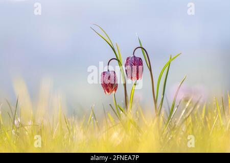 Chess flower, also known as checkerboard flower (Fritillaria meleagris) in a wet meadow, Doubs nature park Park, Les Brenets, Canton Neuchatel Stock Photo