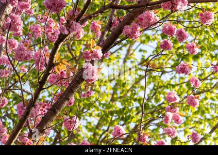 Cherry blossom, Japanese ornamental cherries, Magdeburg, Saxony-Anhalt, Germany Stock Photo