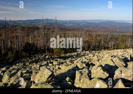 Lusen, 1373 meters, sea of granite blocks, with dead and new forest, evening, October, Bavarian Forest National Park, Bavaria, Germany Stock Photo