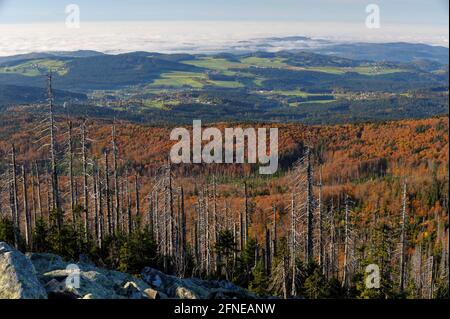 Lusen, 1373 meters, sea of granite blocks, with dead and new forest, evening, October, Bavarian Forest National Park, Bavaria, Germany Stock Photo