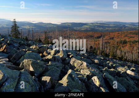 Lusen, 1373 meters, sea of granite blocks, with dead and new forest, evening, October, Bavarian Forest National Park, Bavaria, Germany Stock Photo