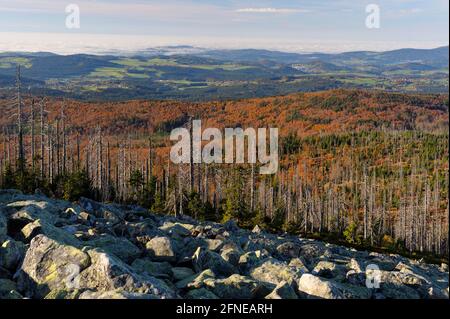 Lusen, 1373 meters, sea of granite blocks, with dead and new forest, evening, October, Bavarian Forest National Park, Bavaria, Germany Stock Photo